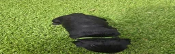Cocker Spaniel dogs for sale: Stunning littler of working cocker spaniel puppies in Nottingham - Advert 2