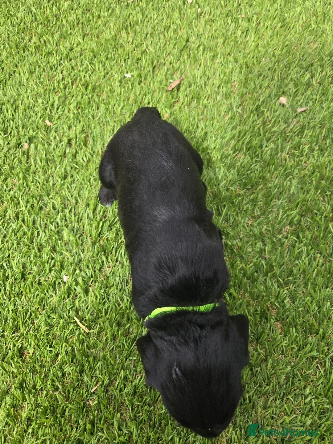 Cocker Spaniel dogs for sale: Stunning littler of working cocker spaniel puppies in Nottingham - Advert 2