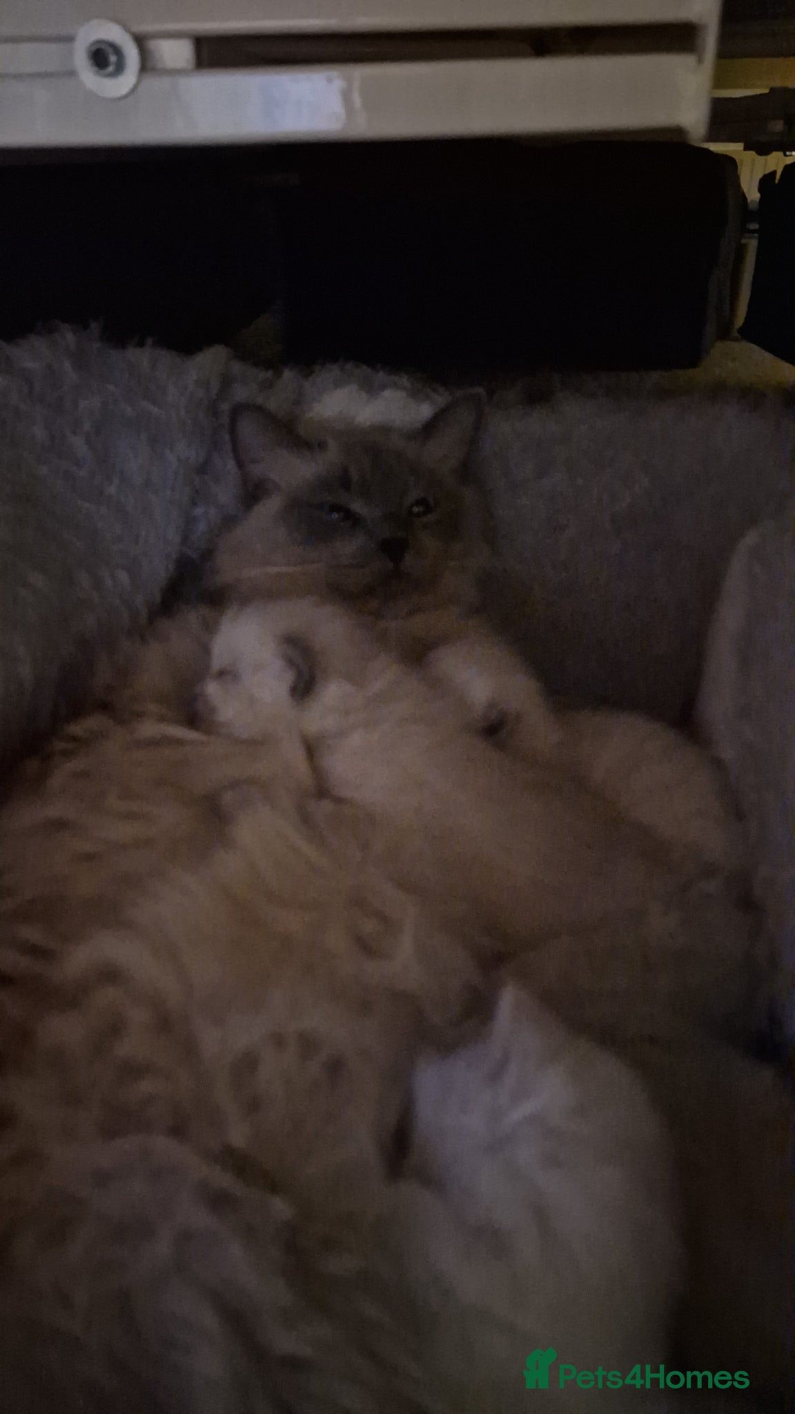 Ragdoll cats for sale: Blue mitted Ragdoll kittens - Advert 2