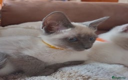 Siamese cats for sale: Beautiful litter of Simease - Image 9