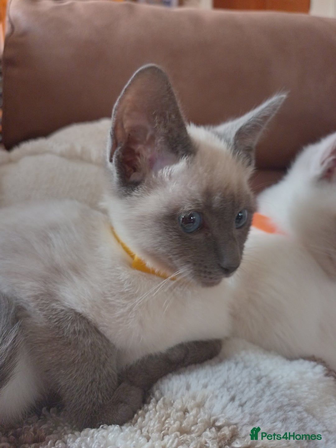 Siamese cats for sale: Beautiful litter of Simease - Image 9