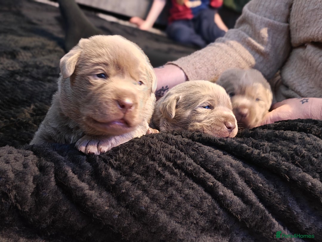 Labrador Retriever dogs for sale: Silver Labrador puppies  - Advert 12