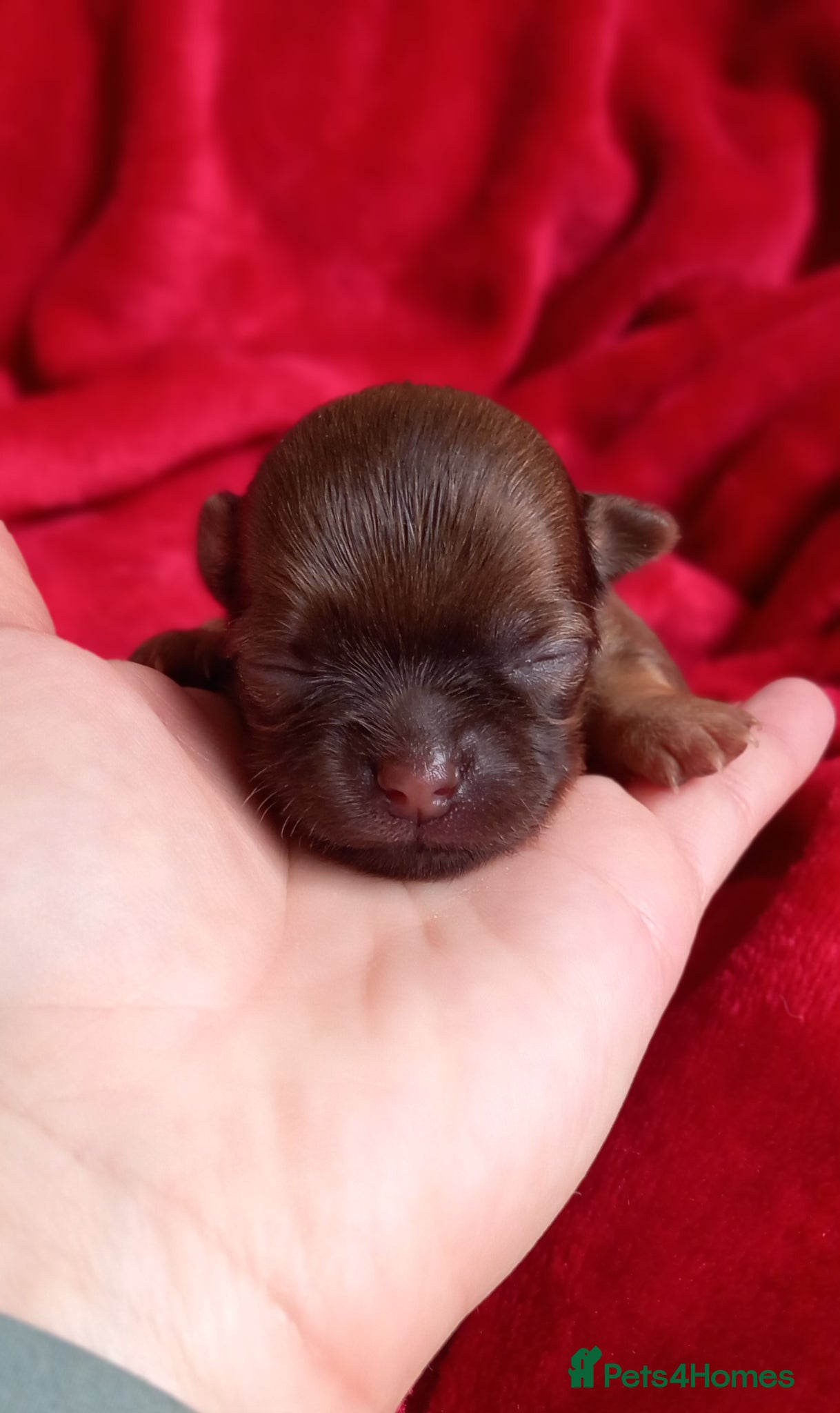 Chihuahua dogs ❤️‍🔥Dna tested parents❤️‍🔥1 Girl 2 Boys - Advert 3