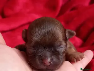 Chihuahua dogs ❤️🔥Dna tested parents❤️🔥1 Girl 2 Boys - Advert 3