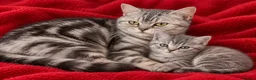 British Shorthair cats for sale: Lilac silver tabby kitten s  - Advert 8