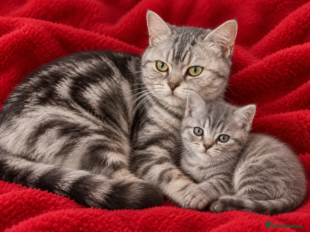 British Shorthair cats for sale: Lilac silver tabby kitten s  - Advert 8
