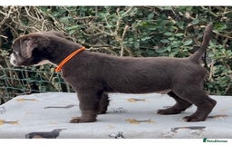 Olde English Bulldogge dogs for sale: MAMMUT OLDE ENGLISH BULLDOGS HEALTH TESTED  - Image 7