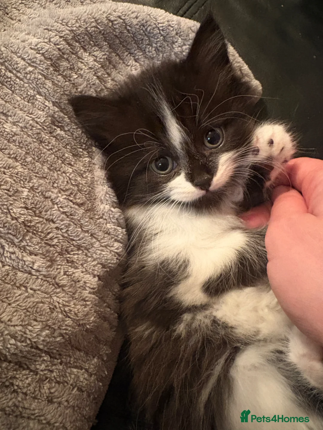 British Shorthair cats for sale: 1 beautiful kitten left - Advert 2