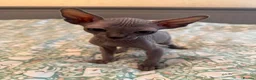 Sphynx cats for sale: Canadian sphynx kittens looking for home - Advert 26