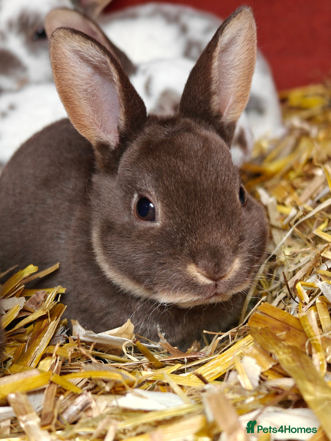 Rex rabbits for sale: Mixed litter of Mini Rex  - Image 15