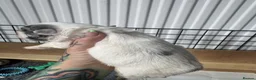 French Bulldog dogs for sale: French bulldogs all visual fluffys - Advert 18