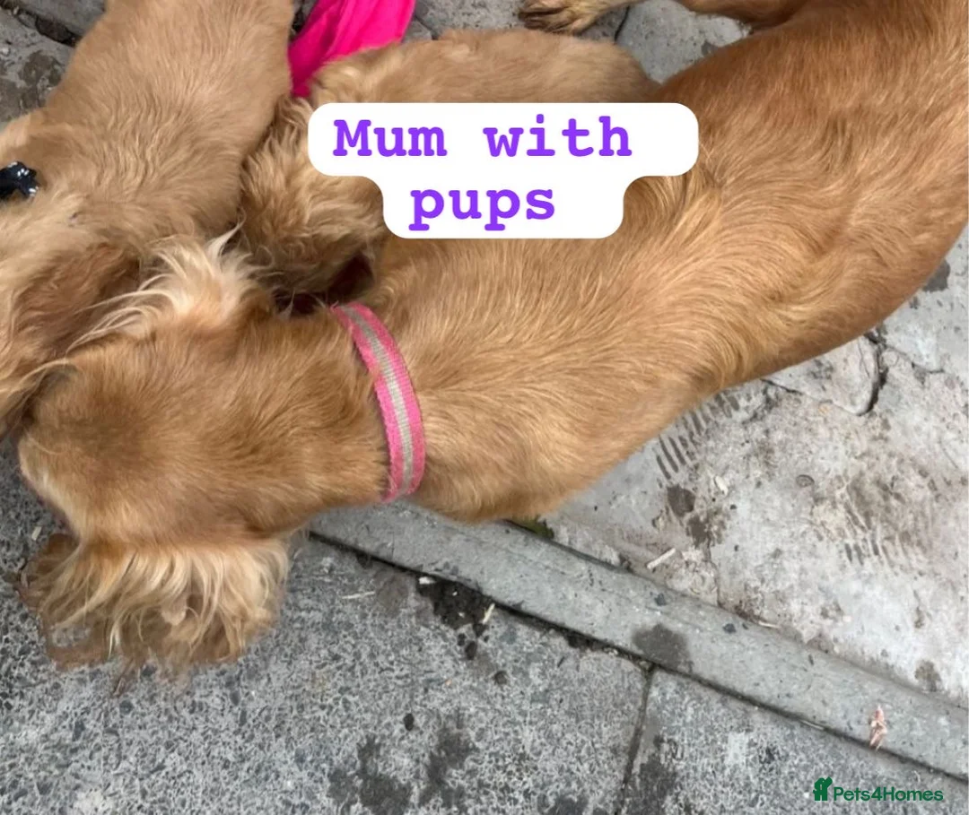 Cocker Spaniel dogs for sale: Cocker spaniels  in Nantwich - Advert 11