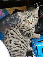 British Shorthair cats - Advert 6