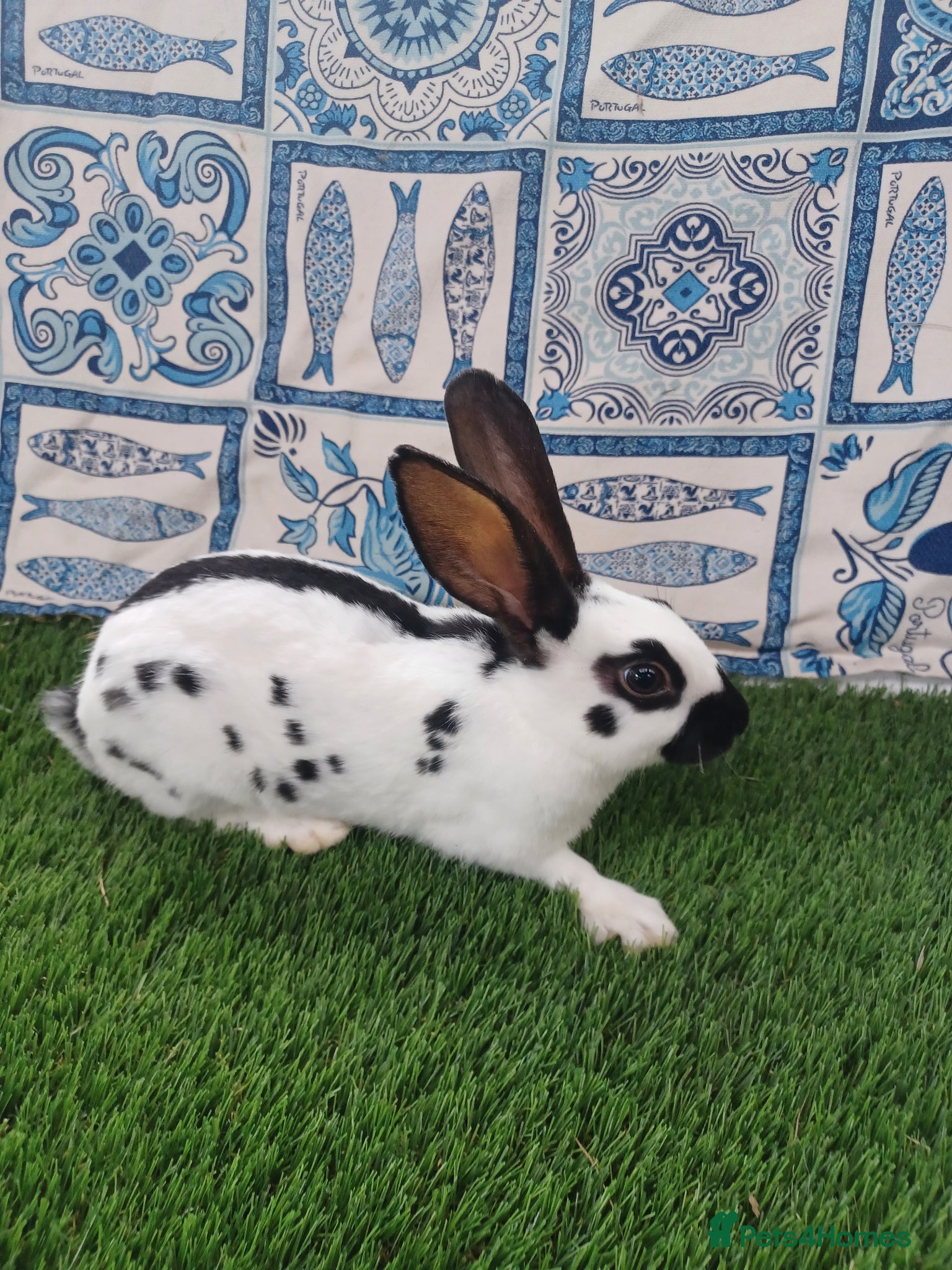 English rabbits Hand reared baby English rabbits - ready soon! - Advert 1