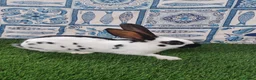 English rabbits for sale: Hand reared baby English rabbits - ready soon! - Advert 1