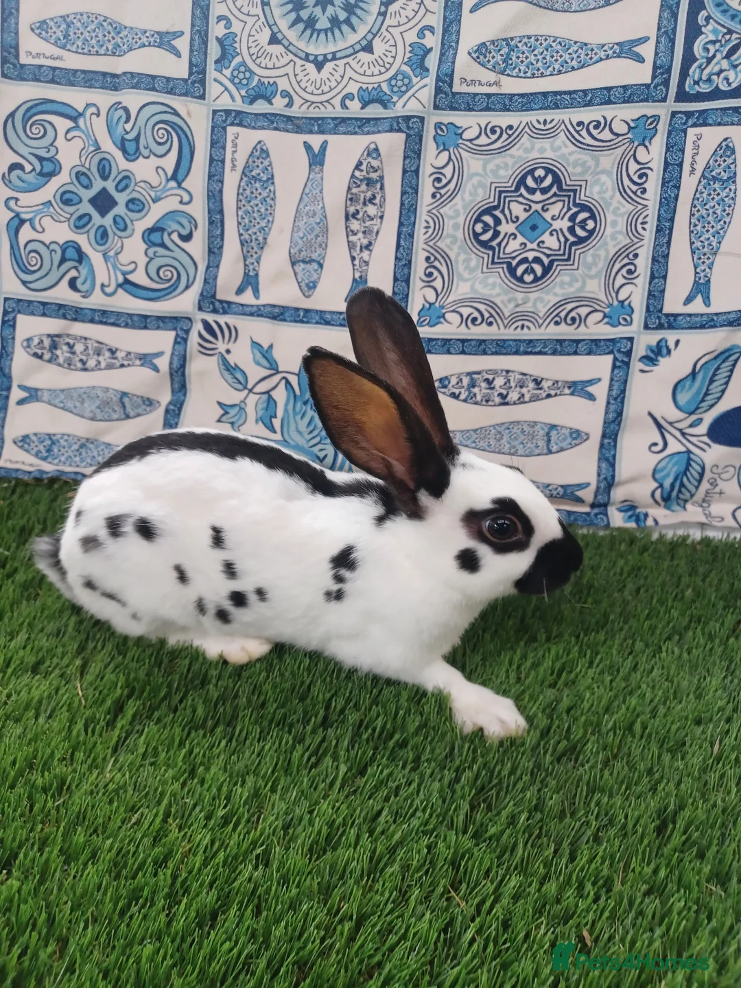 English rabbits for sale: Hand reared baby English rabbits - ready soon! - Advert 1