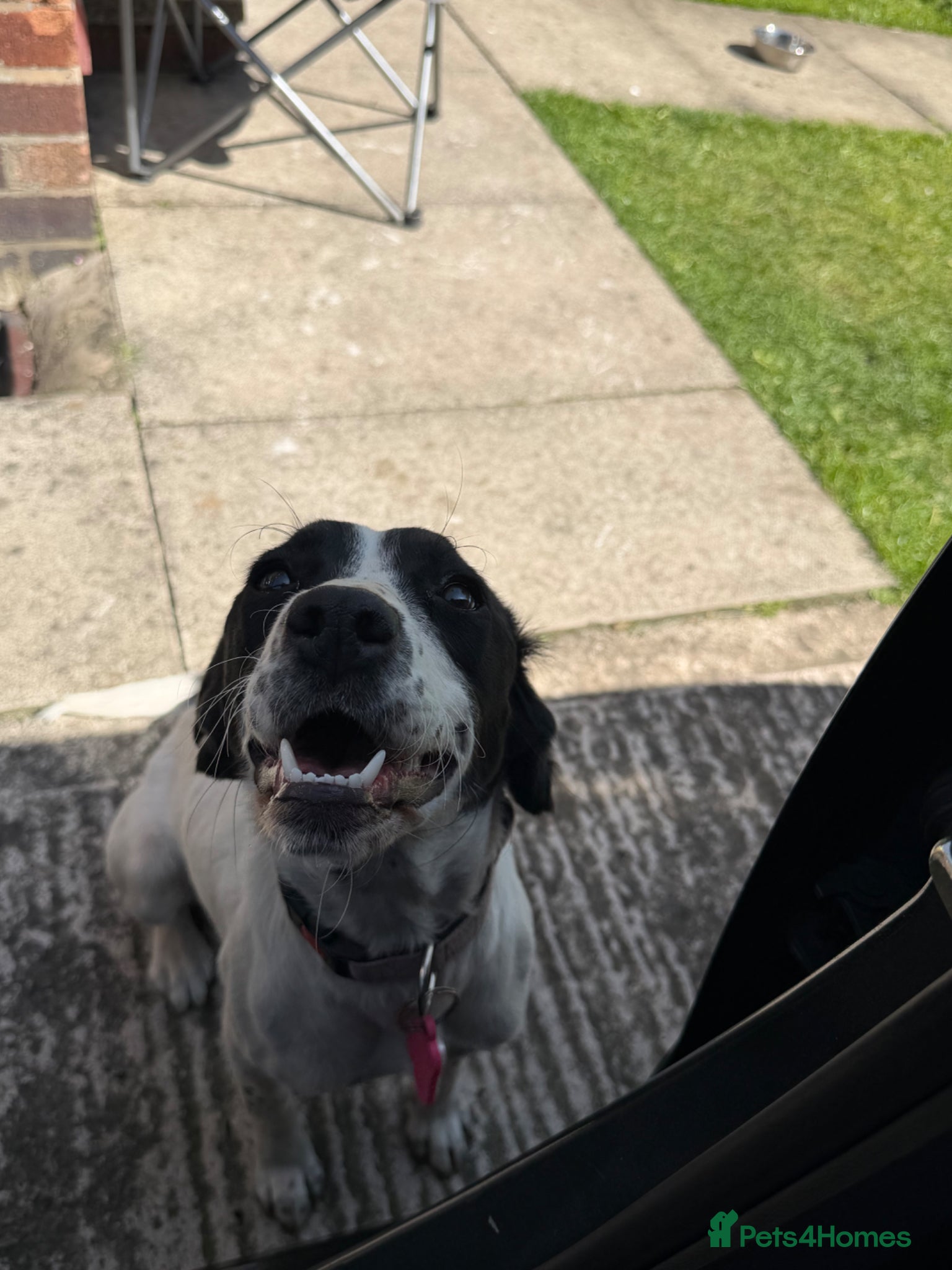 Springador dogs for sale: Female springador in Wigan - Advert 3