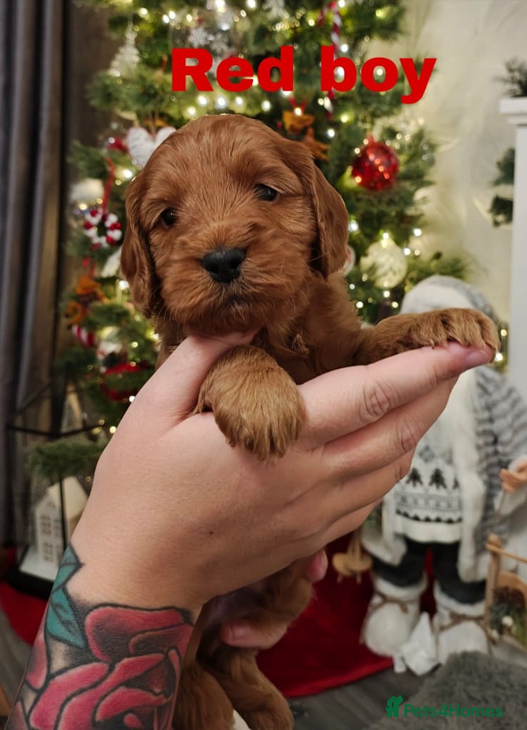 Cockapoo dogs for sale: Beautiful cockapoos puppies  - Advert 11