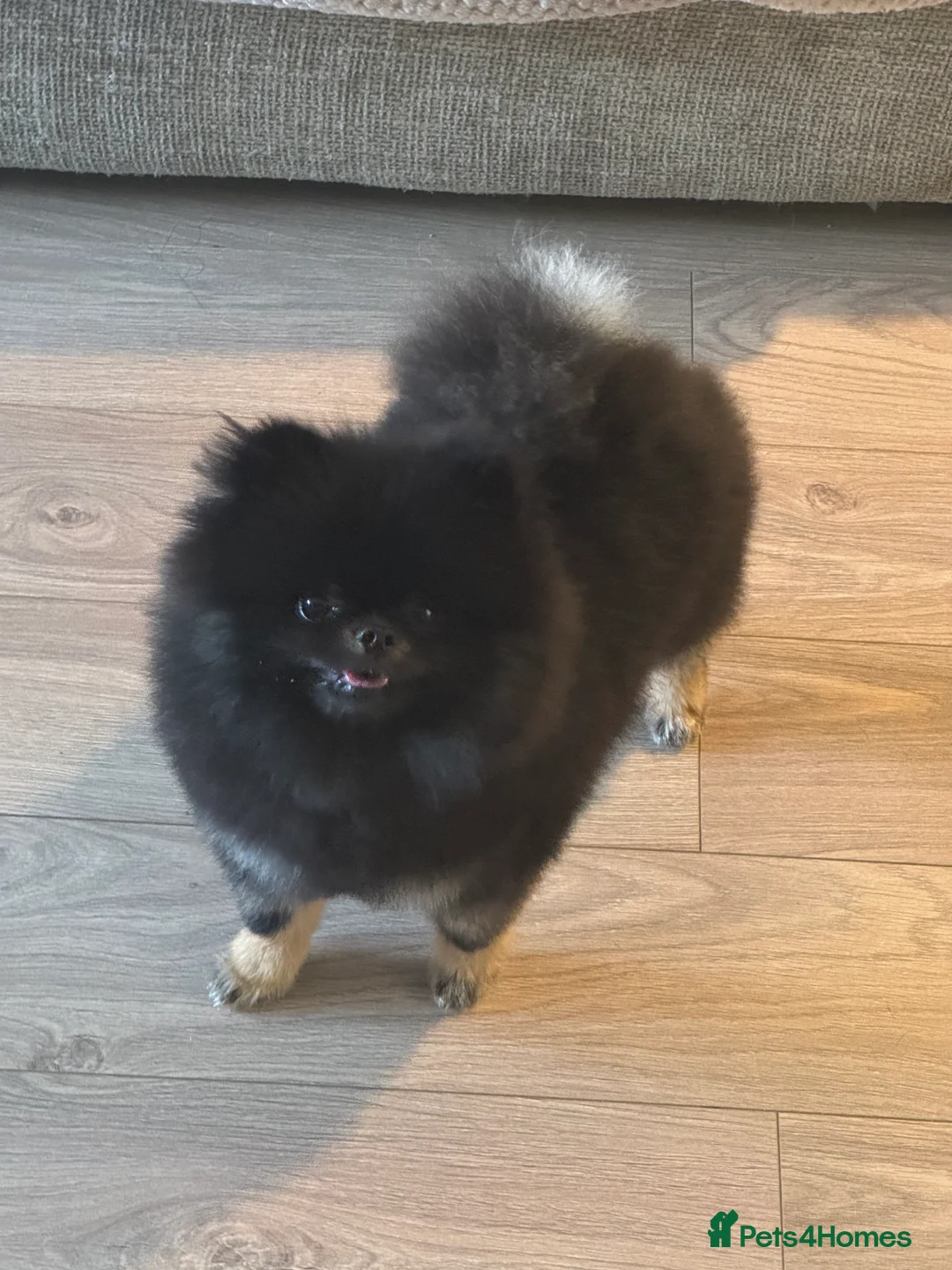 Pomeranian dogs for sale: Black and Tan kc reg female, ( very small )  - Advert 6