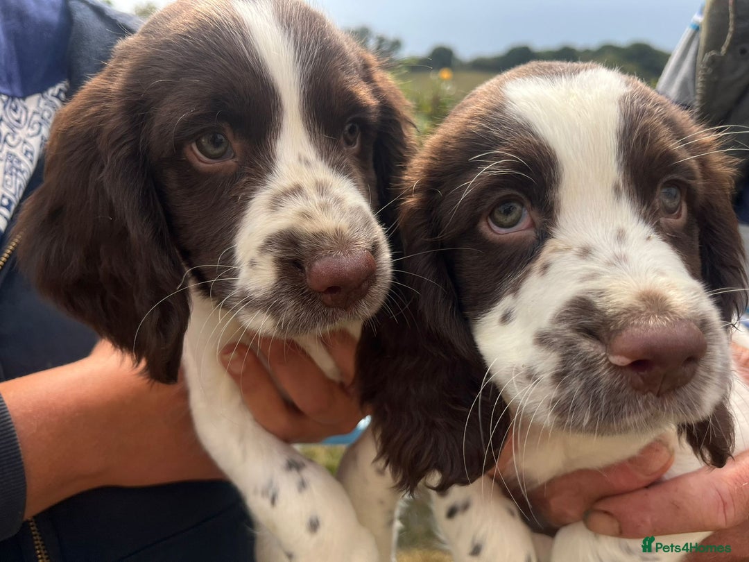 English Springer Spaniel dogs for sale: Pretty puppies with working parents ready now - Image 11