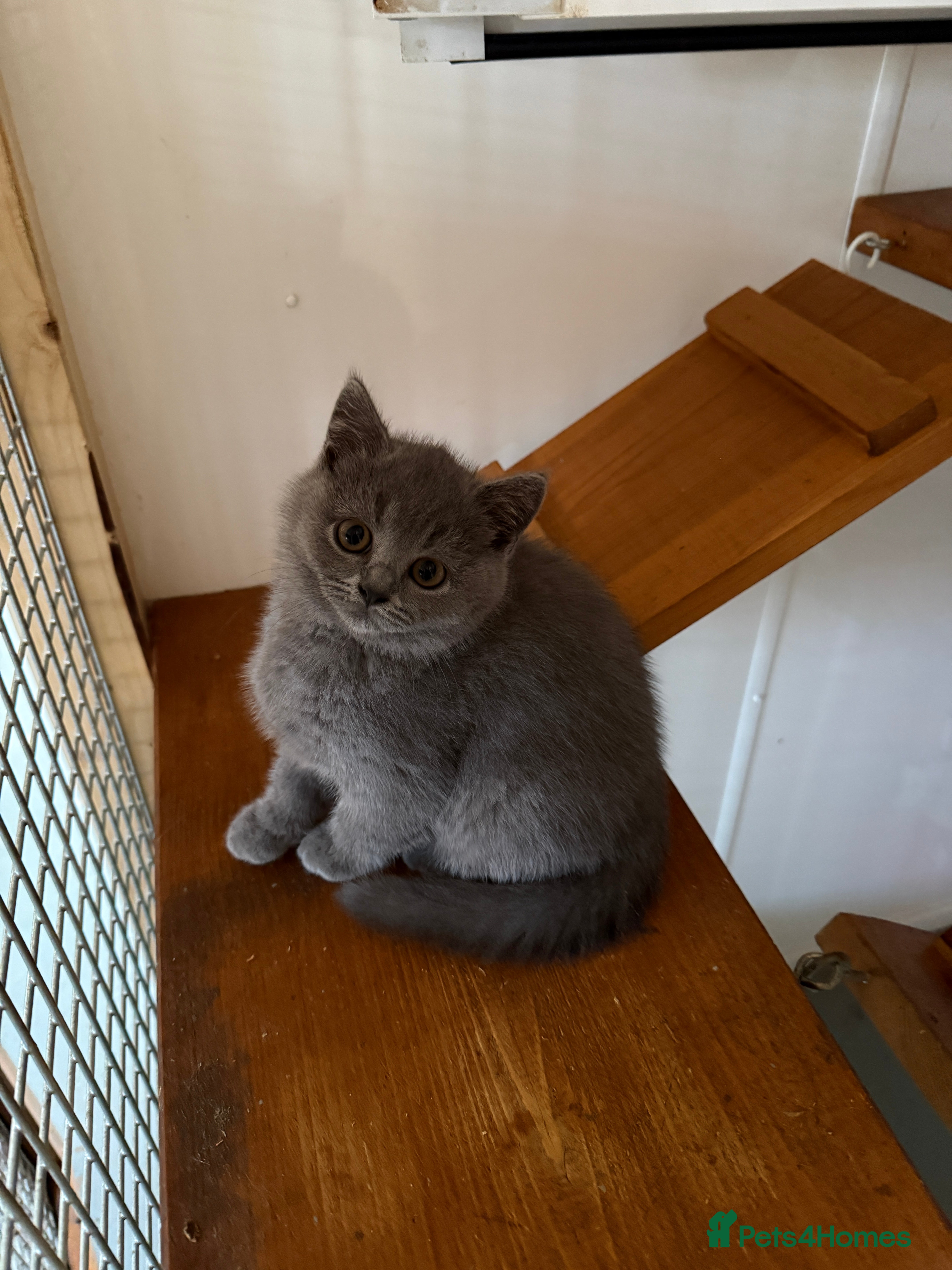 British Shorthair cats GCCF registered beautiful BSH kittens  - Advert 2