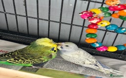 Budgerigars birds for sale: Budgies for sale  - Image 8