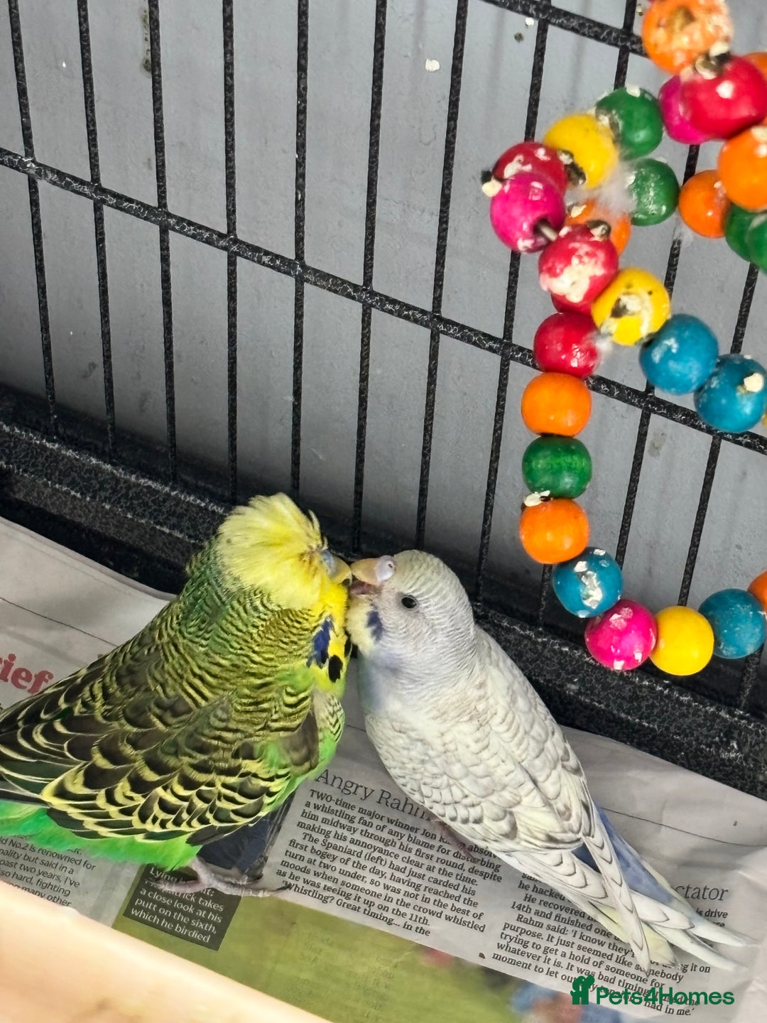 Budgerigars birds for sale: Budgies for sale  - Image 8
