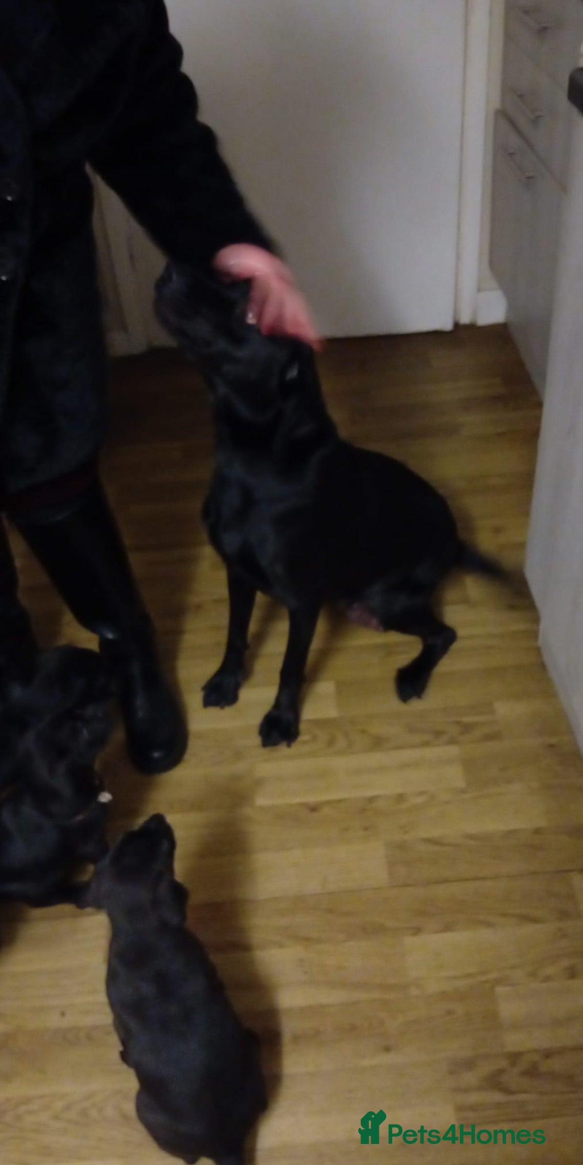 Mixed Breed dogs 8 week old lab x staff girl - Advert 1