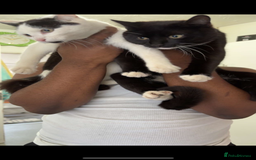 Domestic Shorthair cats for sale: URGANT rehoming  - Image 5