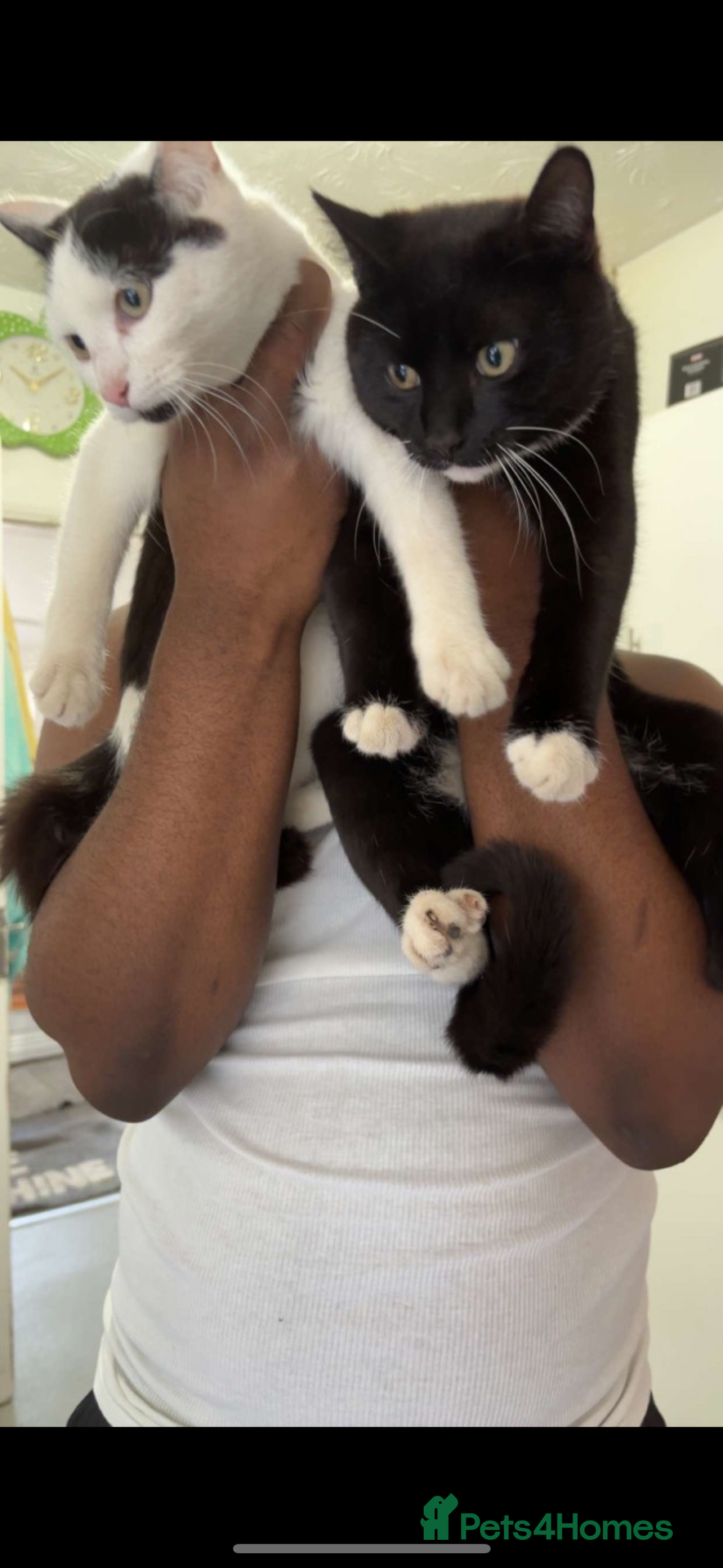Domestic Shorthair cats for sale: URGANT rehoming  - Image 5