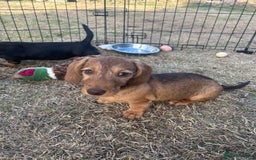 Miniature Dachshund dogs for sale: Miniature Wire Haired Dachshund Puppies - Image 8