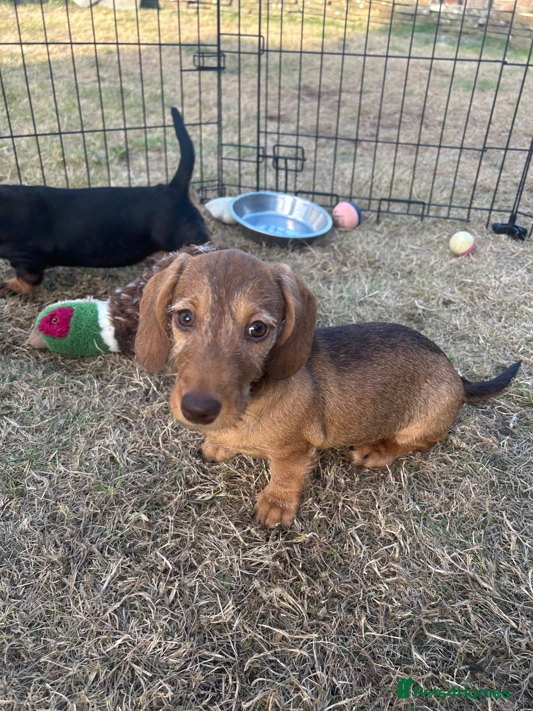 Miniature Dachshund dogs for sale: Miniature Wire Haired Dachshund Puppies - Image 8