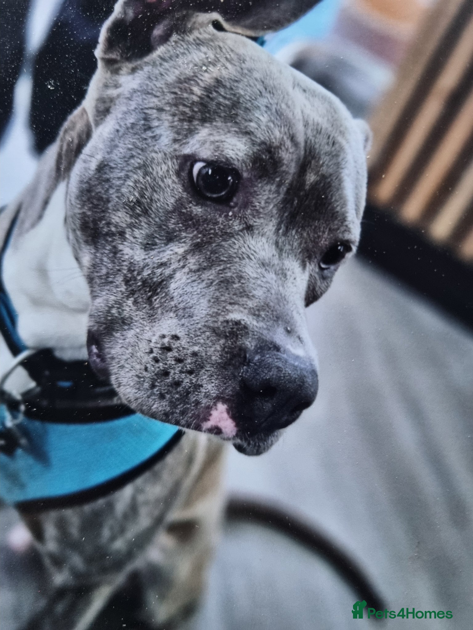 Mixed Breed dogs Staffy Corso boy for sale - Advert 1