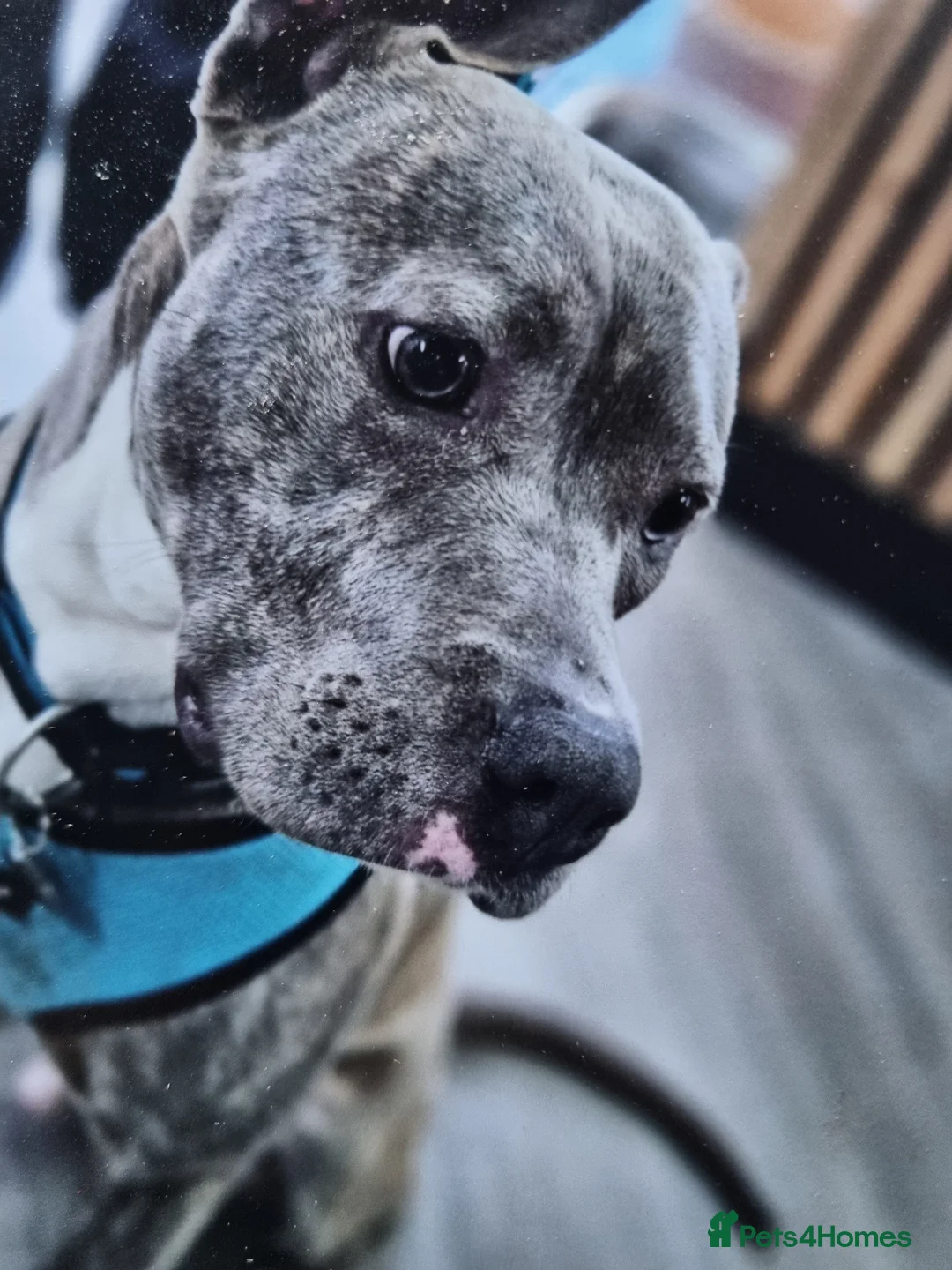 Mixed Breed dogs for sale: Staffy Corso boy for sale in Haywards Heath - Advert 1