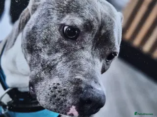 Mixed Breed dogs Staffy Corso boy for sale - Advert 6