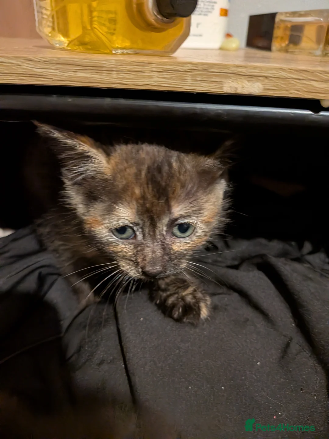 Mixed Breed cats for sale: Looking for there forever home  - Advert 6