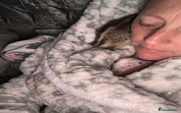 Emus poultry for sale: Baby chicks greater rhea hand reared  - Image 7