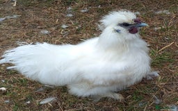 Chickens poultry for sale: White Silkie Roos - Image 2