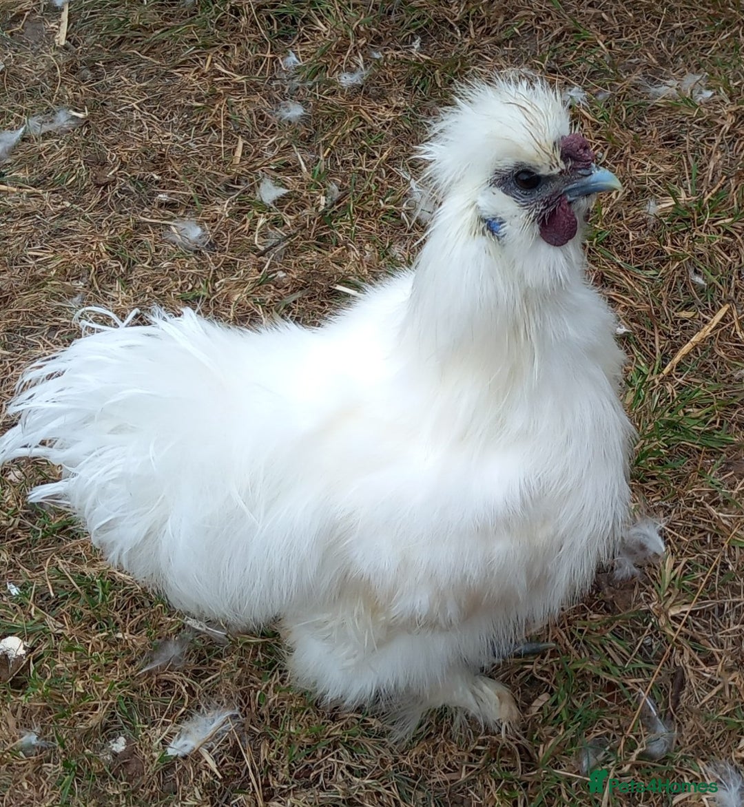 Chickens poultry for sale: White Silkie Roos - Image 2