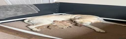 Labrador Retriever dogs for sale: KC Registered Yellow Labrador Puppies - Advert 10