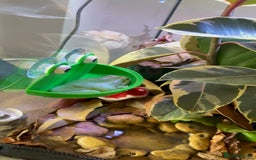 Frog reptiles for sale: Whites tree frogs with bioactive set up  - Image 7