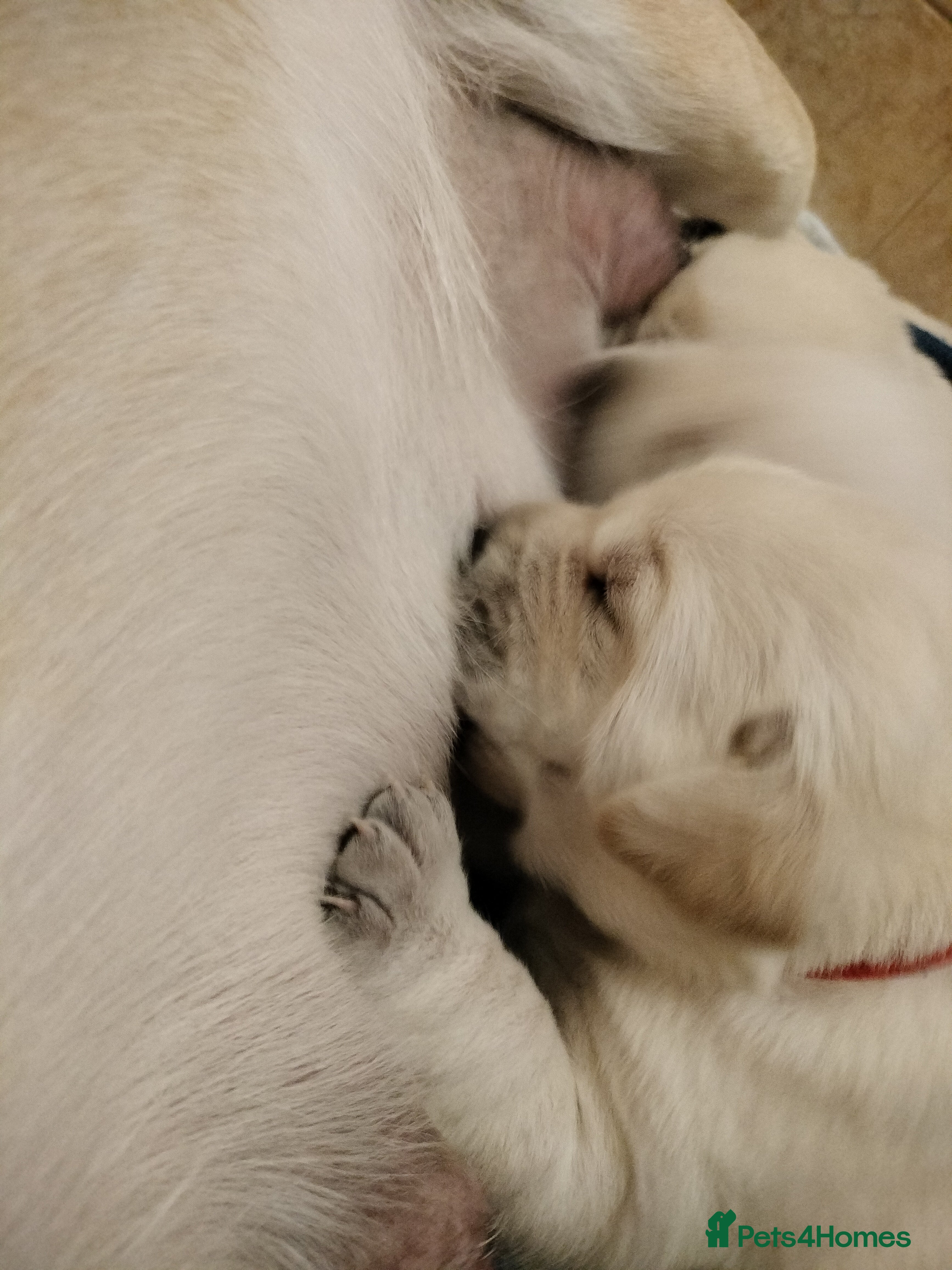 Labrador Retriever dogs  Exclusive SHOW LABRADOR RETRIEVER WHITE/YELLOW  - Advert 4