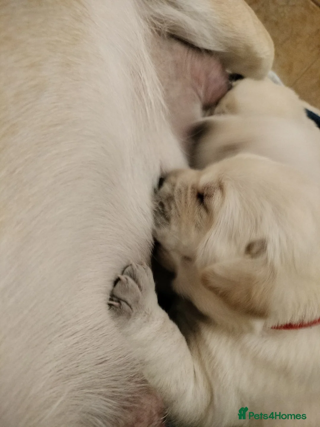 Labrador Retriever dogs for sale:  Exclusive SHOW LABRADOR RETRIEVER WHITE/YELLOW  - Advert 1