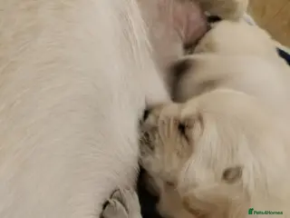 Labrador Retriever dogs Exclusive SHOW LABRADOR RETRIEVER WHITE/YELLOW - Advert 4