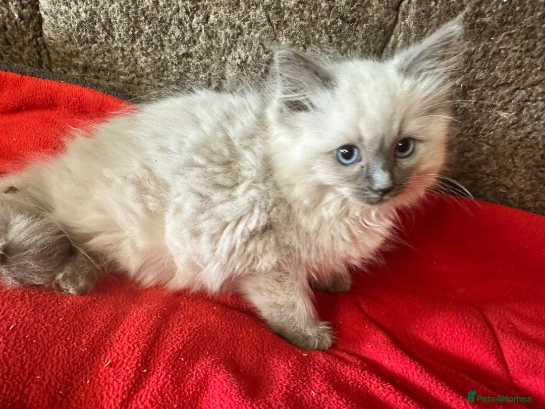 Ragdoll cats for sale: Ragdoll kittens  - Image 6