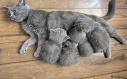 British Shorthair cats for sale: Beautiful British Shorthair kittens, coreserve  - Image 1