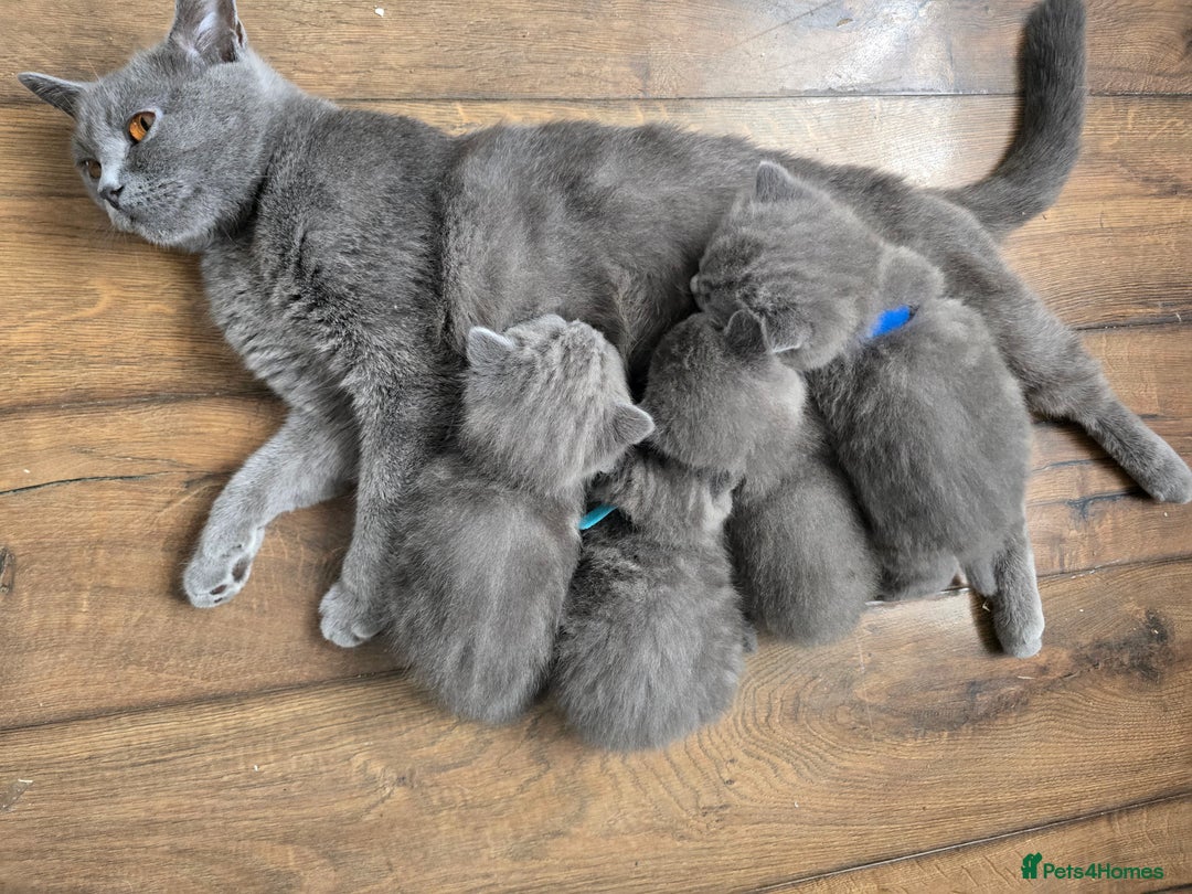British Shorthair cats for sale: Beautiful British Shorthair kittens, coreserve  - Image 1