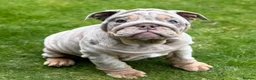 English Bulldog dogs for sale: Female lilac bulldog  in West Bromwich - Advert 2
