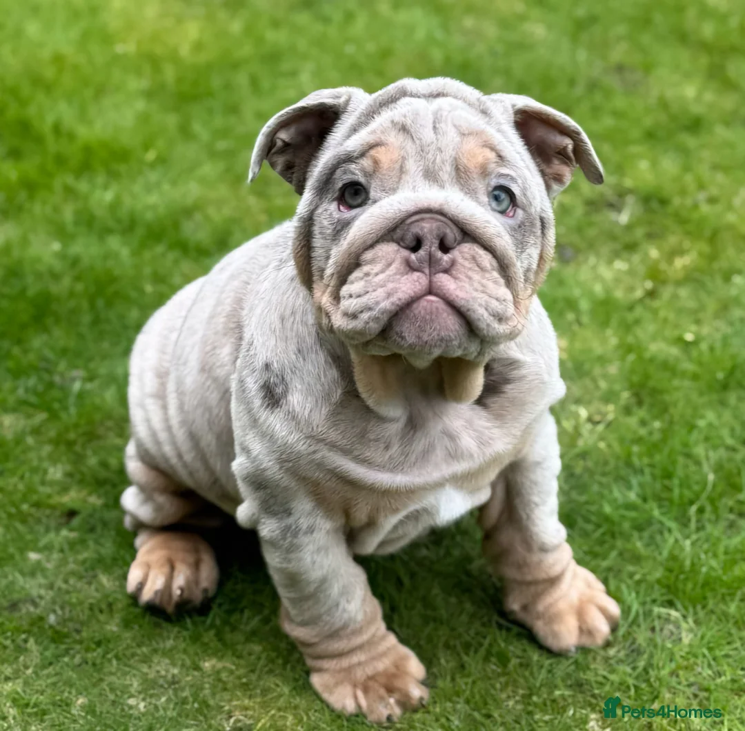 English Bulldog dogs for sale: Female lilac bulldog  in West Bromwich - Advert 2