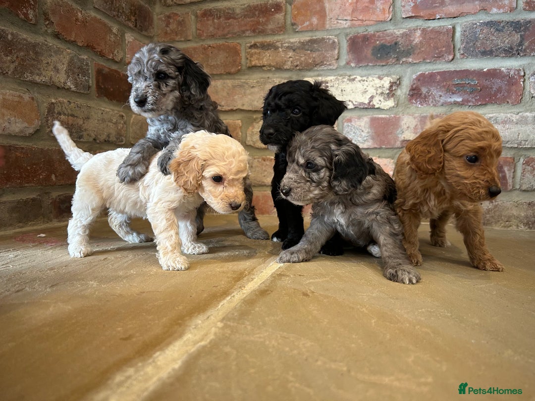 Cockapoo dogs for sale: Cockapoo puppies - Image 5